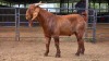 1 X KALAHARI RED BUCK JXR BOERDERY