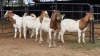 4 X BOER GOAT BUCK FPF BOERDERY PTY LTD (Per animal to take the lot)