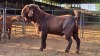 1 X KALAHARI RED BUCK GRETLEN BOERBOKSTOET