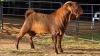 1 X KALAHARI RED BUCK GRETLEN BOERBOKSTOET