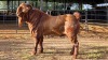 1 X KALAHARI RED BUCK GRETLEN BOERBOKSTOET