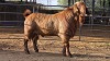 1 X KALAHARI RED BUCK GRETLEN BOERBOKSTOET