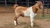 1 X BOER GOAT BUCK JXR BOERDERY