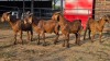 4 X KALAHARI RED BUCK GRETLEN BOERBOKSTOET (Per animal to take the lot)