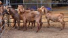 4 X KALAHARI RED BUCK GRETLEN BOERBOKSTOET (Per animal to take the lot)