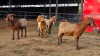 4 X KALAHARI RED DOE GRETLEN BOERBOKSTOET (Per animal to take the lot)
