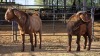 2 X KALAHARI RED BUCK GRETLEN BOERBOKSTOET (Per animal to take the lot)