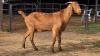 1 X KALAHARI RED DOE GRETLEN BOERBOKSTOET
