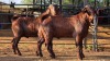 2 X KALAHARI RED BUCK GRETLEN BOERBOKSTOET (Per animal to take the lot)