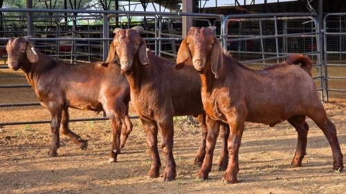 3 X KALAHARI RED BUCK GRETLEN BOERBOKSTOET (Per animal to take the lot)