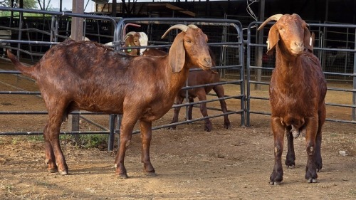 2 X KALAHARI RED DOE GRETLEN BOERBOKSTOET (Per animal to take the lot)