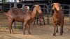 2 X KALAHARI RED DOE GRETLEN BOERBOKSTOET (Per animal to take the lot)