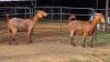 2 X KALAHARI RED DOE GRETLEN BOERBOKSTOET (Per animal to take the lot)