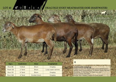 4 x Dragtige Stoet Meatmaster Ooie (Hartwater)