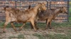 2 X KALAHARI RED DOE GRETLEN BOERBOKSTOET (Per animal to take the lot)
