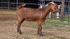 1 X KALAHARI RED DOE GRETLEN BOERBOKSTOET