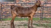 1 X KALAHARI RED DOE GRETLEN BOERBOKSTOET