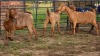 4 X KALAHARI RED DOE GRETLEN BOERBOKSTOET (Per animal to take the lot)