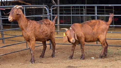 2 X KALAHARI RED DOE GRETLEN BOERBOKSTOET (Per animal to take the lot)