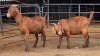 2 X KALAHARI RED DOE GRETLEN BOERBOKSTOET (Per animal to take the lot)