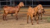 3 X KALAHARI RED DOE GRETLEN BOERBOKSTOET (Per animal to take the lot)