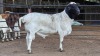 1 X SWARTKOP PERSIE RAM JXR BOERDERY