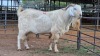 1 X SAVANNA BUCK FPF BOERDERY PTY LTD