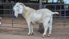 1 X SAVANNA BUCK JXR BOERDERY