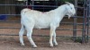 1 X SAVANNA BUCK JXR BOERDERY