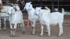 3 X SAVANNA BUCK FPF BOERDERY PTY LTD (Per animal to take the lot)