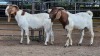 2 X BOER GOAT BUCK JXR BOERDERY (Per animal to take the lot)