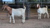 2 X BOER GOAT BUCK JXR BOERDERY (Per animal to take the lot)