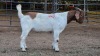 1 X BOER GOAT BUCK JXR BOERDERY