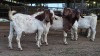 5 X BOER GOAT BUCK JXR BOERDERY (Per animal to take the lot)