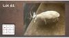 1x Blesbok M:1
