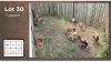 8X Blesbok Lammers t: 8 (Per Piece to take the lot/Per stuk om lot te neem)