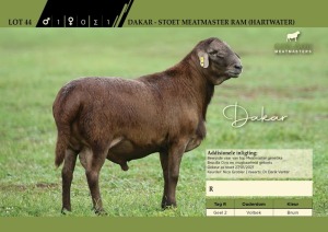 Dakar - Stoet Meatmaster Ram (Hartwater)