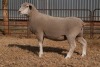 1X EWE BS200092 HAGELAND ILE DE FRANCE PTY LTD