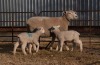 1X EWE BS180258 HAGELAND ILE DE FRANCE PTY LTD