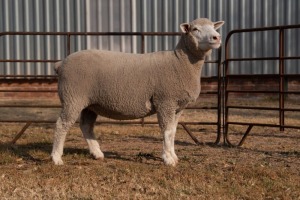 1X EWE BS190421 HAGELAND ILE DE FRANCE PTY LTD