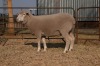 1X EWE BS200103 HAGELAND ILE DE FRANCE PTY LTD