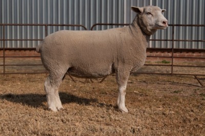 1X EWE BS180139 HAGELAND ILE DE FRANCE PTY LTD