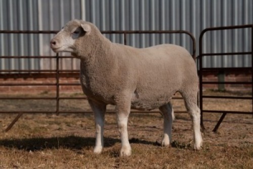 1X EWE BS200008 HAGELAND ILE DE FRANCE PTY LTD
