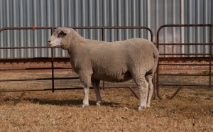 1X EWE BS200178 HAGELAND ILE DE FRANCE PTY LTD