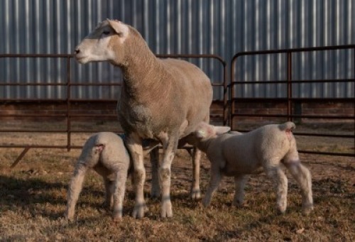 1X EWE BS190060 HAGELAND ILE DE FRANCE PTY LTD