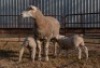 1X EWE BS190060 HAGELAND ILE DE FRANCE PTY LTD
