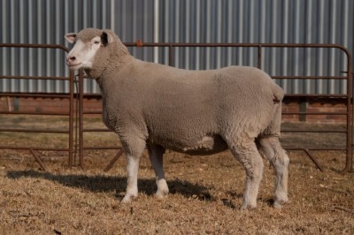 1X EWE BS200059 HAGELAND ILE DE FRANCE PTY LTD