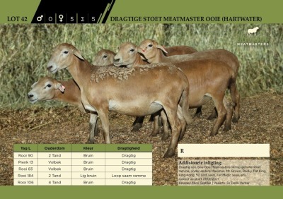 5 x Dragtige Stoet Meatmaster Ooie (Hartwater)