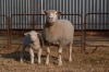 1X EWE BS190017 HAGELAND ILE DE FRANCE PTY LTD