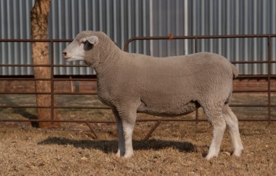 1X EWE BS200060 HAGELAND ILE DE FRANCE PTY LTD